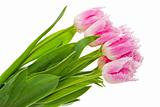 Pink tulips isolated