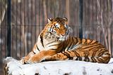 Siberian Tiger in Zoo