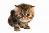 Persian kitten.