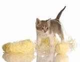 kitten playing with yarn