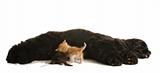 dog nursing orphaned kittens