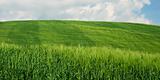 Green wheat fields