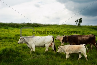 Cow migration