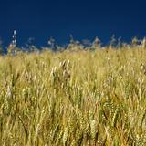 Golden wheat and grass