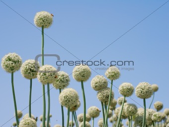 Group of onion flowers