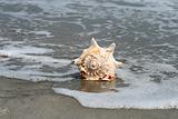 A beautiful giant seashell