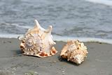 beautiful giant seashells