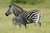 Plains Zebra with foal