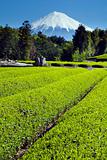 Green tea Fields III