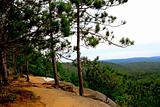 Pines cliffs trail