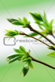 Spring green leaves