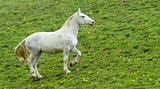 white horse 