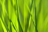 Grass abstract