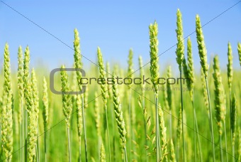 Green grain