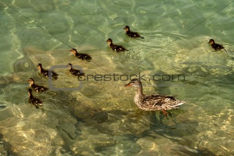 Female duck with its ducklings