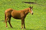 brown horse 