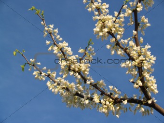 "Trees": White Redbud branch- Cercis canadensis "alba" in Spring