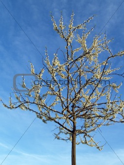 "Trees": White Redbud Tree- Cercis canadensis "alba" in Spring