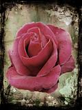 Grunge rose