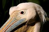 White pelican portrait