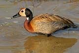 White-faced duck