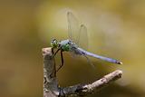 Eastern Pondhawk Dragonfly  on a stick