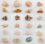 seashell assortment collection 