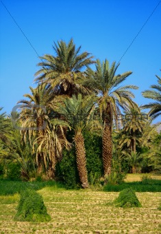 palm grove