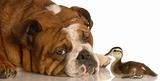 bulldog and baby mallard duck