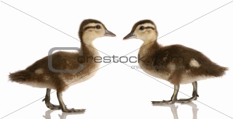 two ducks haggling