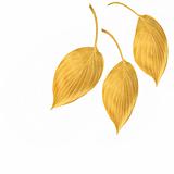 Golden Hosta Leaves