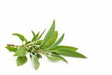 Sage Herb Leaf Sprig