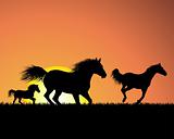 horse on sunset background