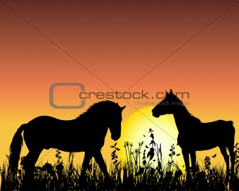 horse on sunset background