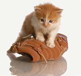 kitten playing with baseball glove