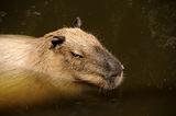 Capibara swimming