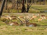 Wild antelopes