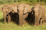 Elephants Grazing