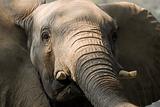 African Elephant - Up Close And Personal