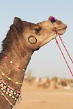 Indian Camel Fair