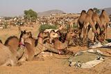 Camels For Sale At The Pushkar Fair