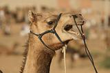 Vocal Camel At The Pushkar Festival