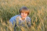 boy at the wheat field