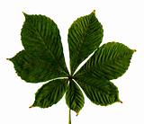 leaf of chestnut on a white background