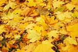 Fallen maple leaves