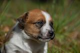 young puppy jack russel terrier