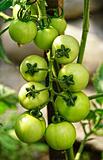 green tomatos