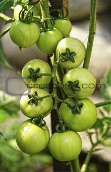 green tomatos