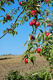 Apples on tree branch