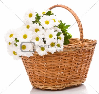 Daisies in basket